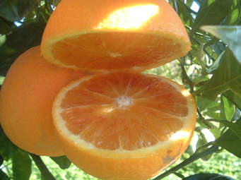 Ciambellone all’arancia – fornetto versilia